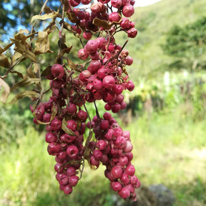 Pink Pepper Essential Oil - Arbor Mundi Natural Products